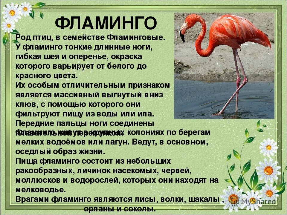 Фламинго информация. Розовый фламинго красная книга россии. фламинго красная книга краткое. андский фламинго красная книга. животные красной книги фламинго.