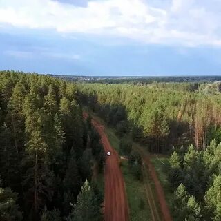 Бузулукский бор оренбургская область