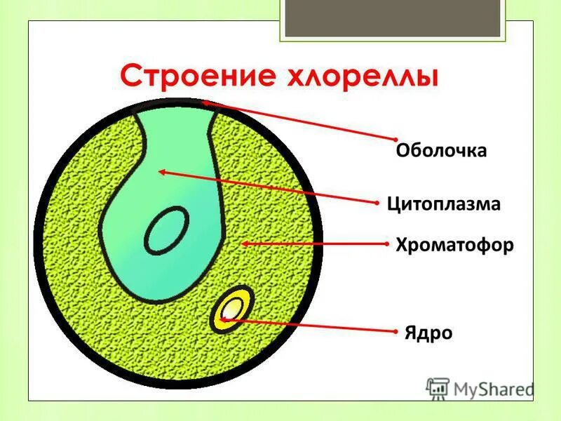 Чем строение хлореллы отличается от строения бактерии. Хлорелла схема строения. хлорелла водоросль строение. строение водоросли хлорелла 5 класс внутреннее. хлорелла строение клетки.