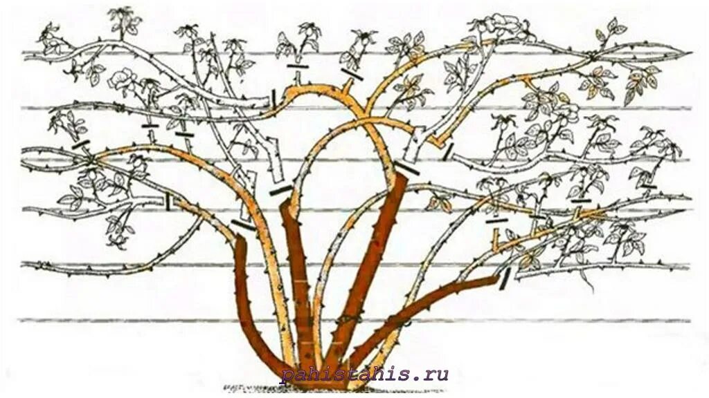 Нужно ли обрезать плетистую розу. Формировка куста плетистой розы. Обрезка плетистых роз. Схема обрезки плетистых роз.