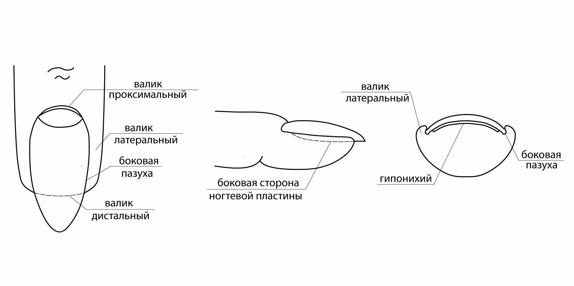 Онихобласты. Строение ногтя и ногтевой пластины. Строение ногтя и ногтевой пластины схема. Строение проксимальной складки ногтя. Ноготь строение анатомия схема.