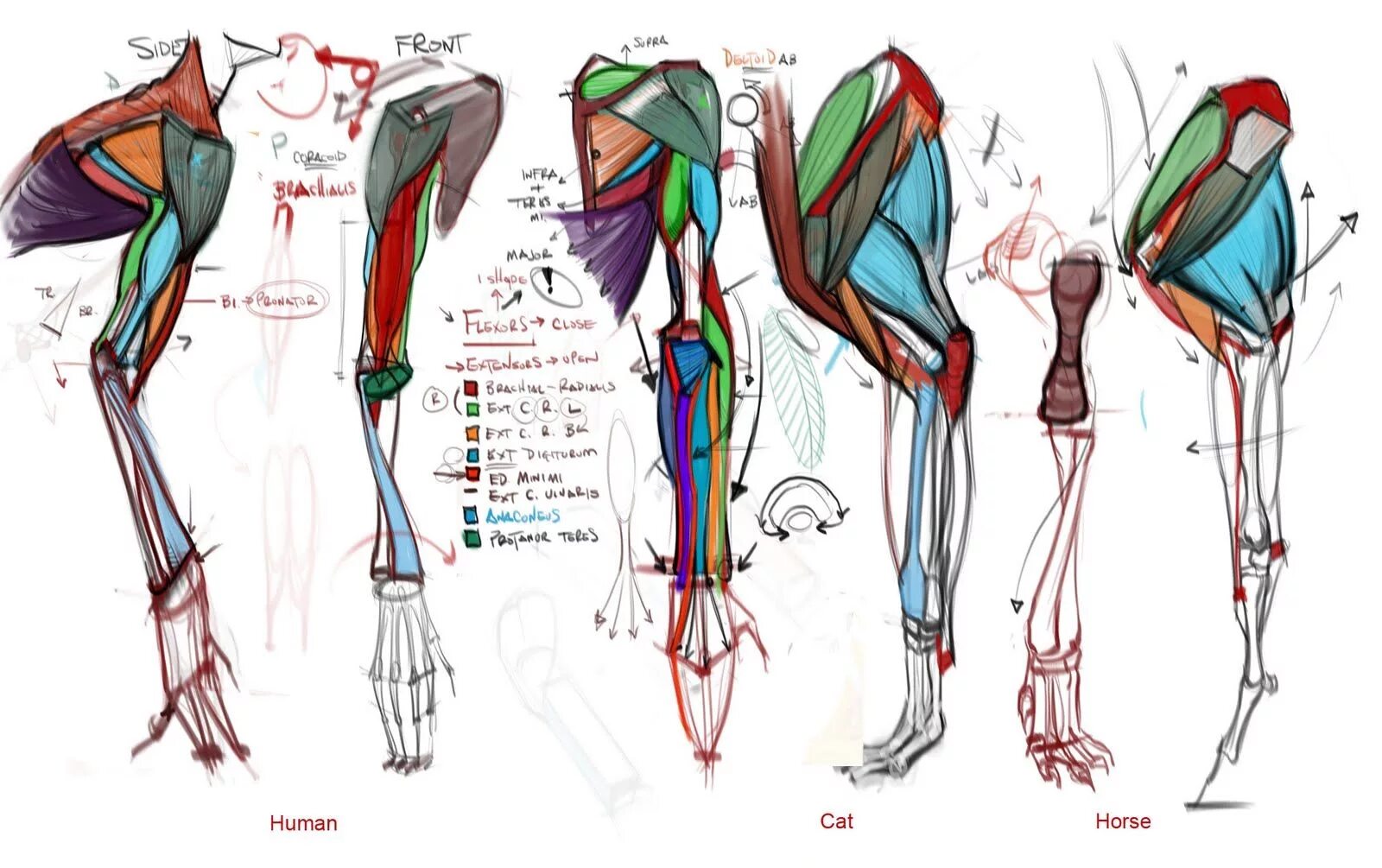 Мышцы человека анатомия референс анатомия руки. Анатомия человека мышцы для художников.