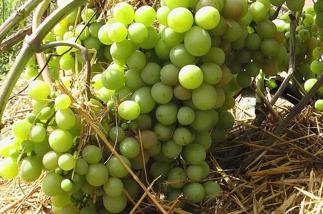 Виноградарство севастополь. Виноград сорт голд. Крымский виноград. Виноград королева виноградников. Виноград голд кш.