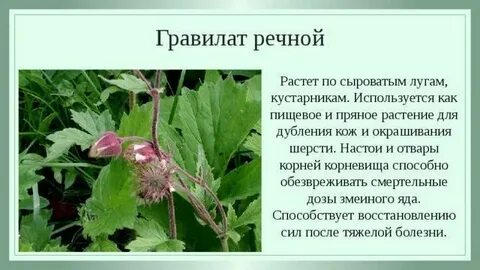 Гравилат речной свойства