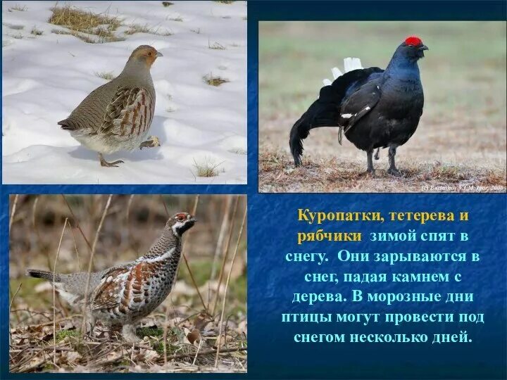 Содержание тетеревов