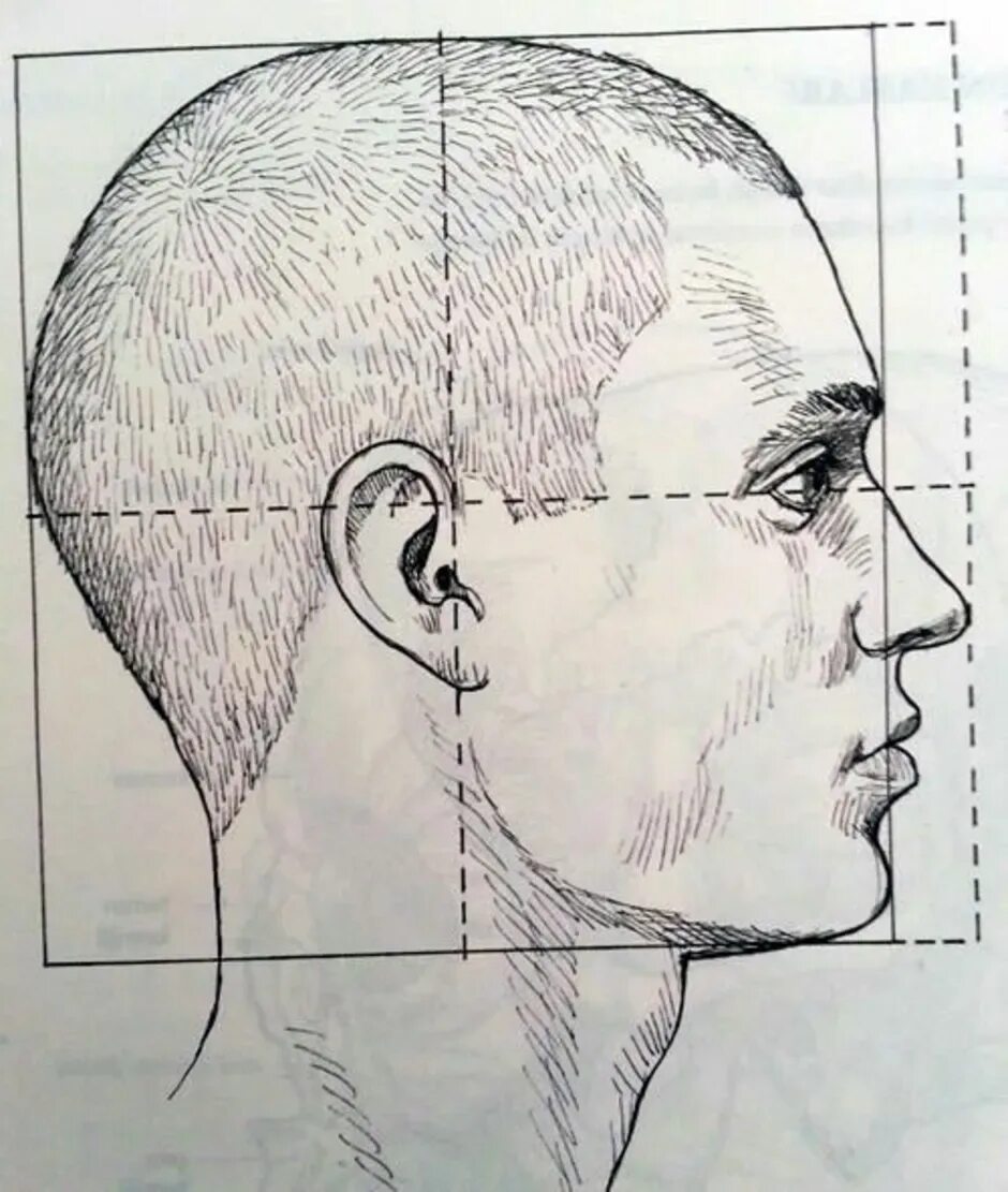 Полная информация о профиле человека. Рисование лица человека в профиль. Человеческая голова в профиль. Человеческое лицо в профиль. Рисование лица сбоку.