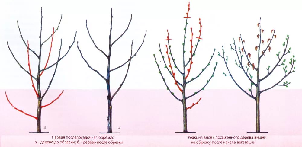 Вишня растет после. Обрезка вишни черешни весной схема. Обрезание черешни весной. Весенняя обрезка черешни схема. Обрезка вишни и черешни весной.