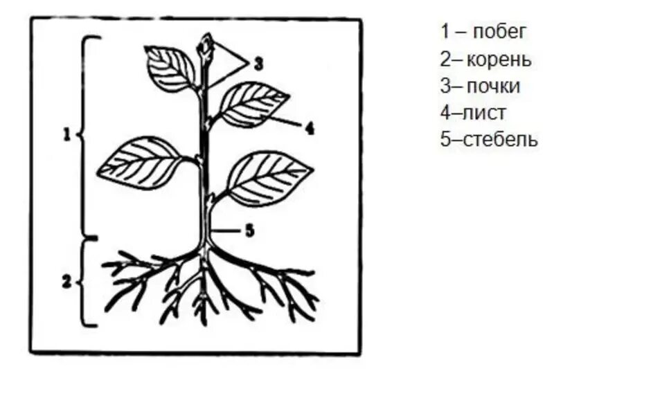 Строение растения рисунок с подписями. Корень, стебель, лист, почка. Части растения без подписи. Строение растения без подписей. Строение побега растения без подписей.