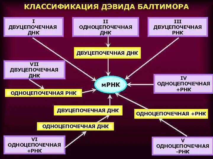 3 группы вирусов. Классы вирусов по Балтимору. Классификация вирусов по Балтимору. Классификация Балтимора вирусы. Систематика вирусов по Балтимору.