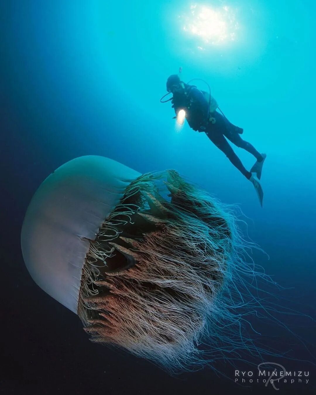 Номура. Медуза цианея гигантская. Немопилема Номура медуза. Арктическая цианея. Волосистая цианея.
