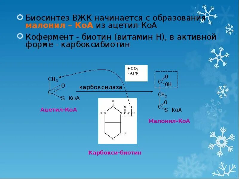 Биосинтез ВЖК. Биосинтез высших жирных кислот (ВЖК). Коферменты синтеза ВЖК. Химизм биосинтеза ВЖК.