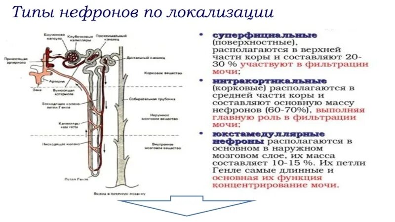 В почке содержится нефронов. Типы нефронов. Классификация нефронов. Функции нефрона кратко. Типы нефронов в почке.