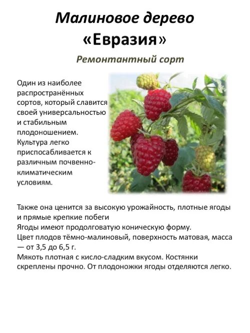 Малина таруса особенности выращивания. Сорт малиновое дерево "Таруса". Малина Таруса малиновое дерево. Таруса малина описание сорта. Малина Таруса малиновое дерево посадка.