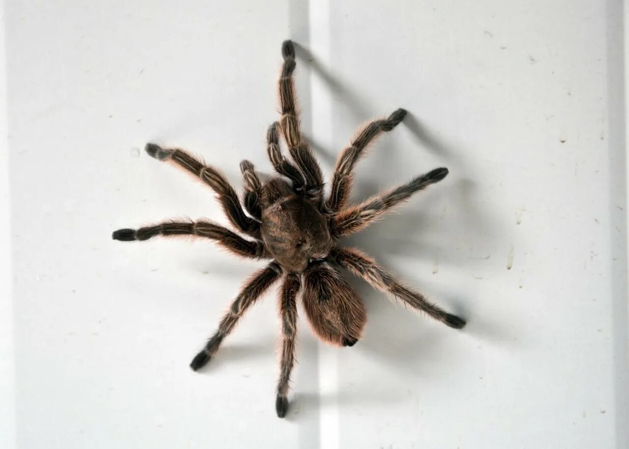 Паук ползет. Grammostola mollicoma. паук сверху. паук вид сверху.