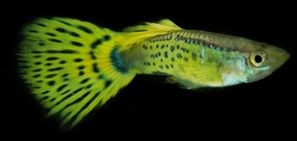Гуппи зеленая кобра фото Pin by Evren Birmeç on aquathings Guppy fish, Tropical fish tanks, Freshwater aq