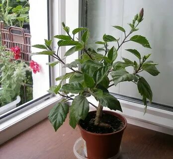 Можно обрезать китайскую розу