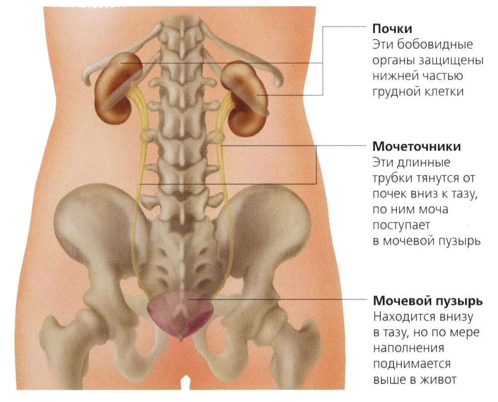 Колет органы