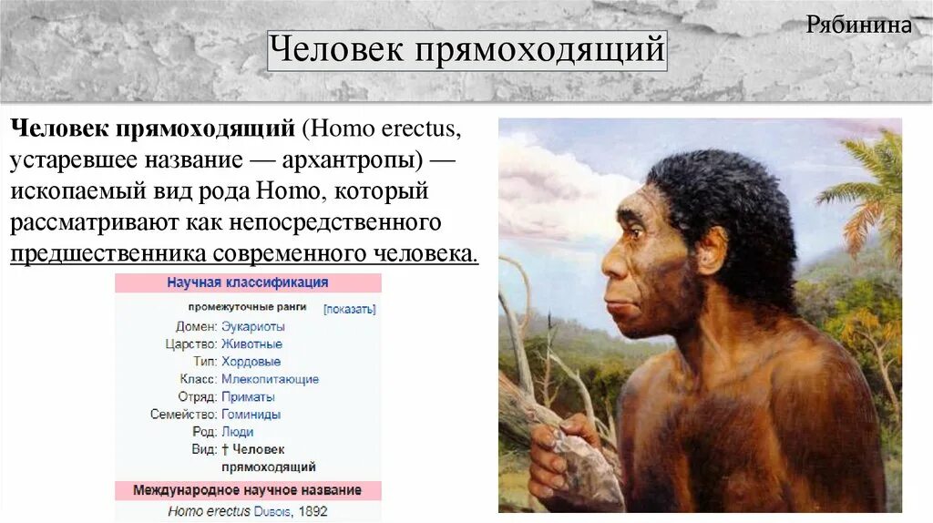 Человек прямоходящий относится к. Архантропы (homo Erectus). Распространение человека прямоходящего. Человек прямоходящий виды.