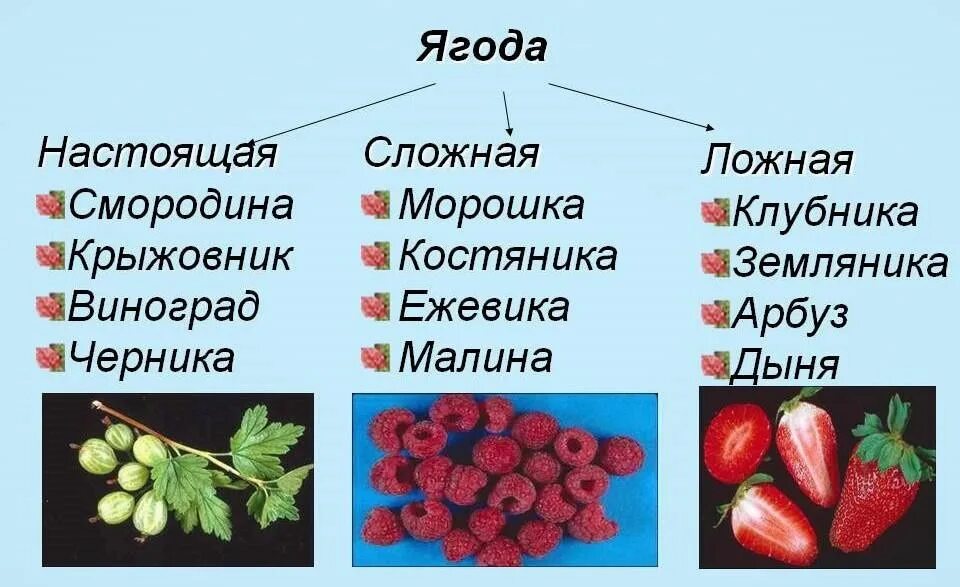 Какие фрукты являются ягодами. Классификация ягод. Ягоды названия. Ягода (плод) ягоды. Классификация плодов и ягод.