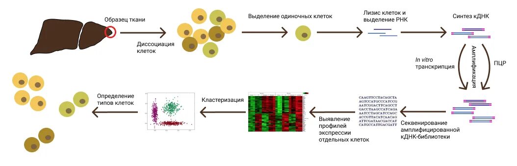 Пцр и секвенирование. Секвенирование днк одиночных клеток. схема процесса секвенирования днк. пцр секвенирование. секвенирование рнк.