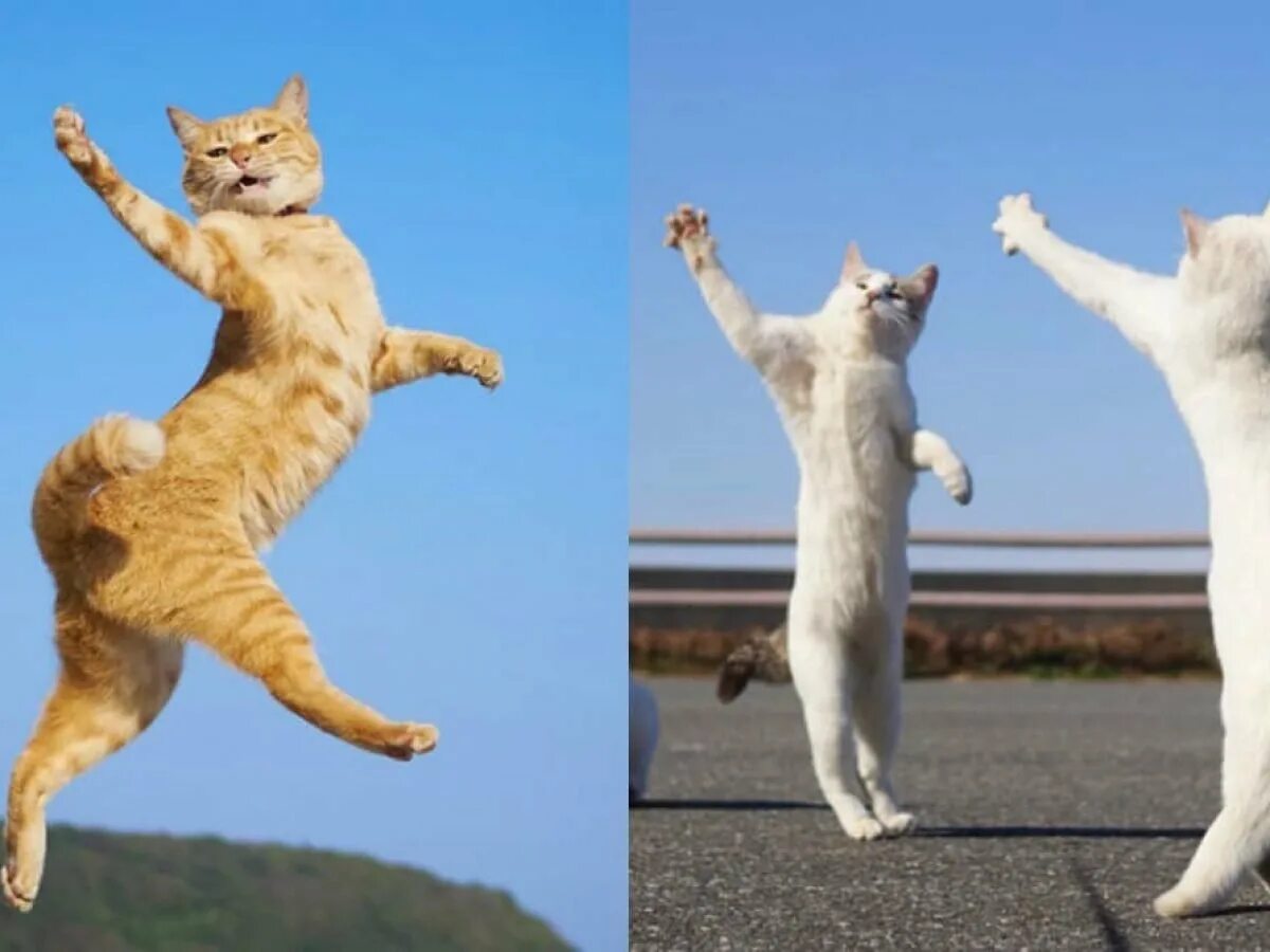 Где котики танцуют. Танцующий кот. Кот танцует. Танцующие кошки. Смешной Танцующий кот.