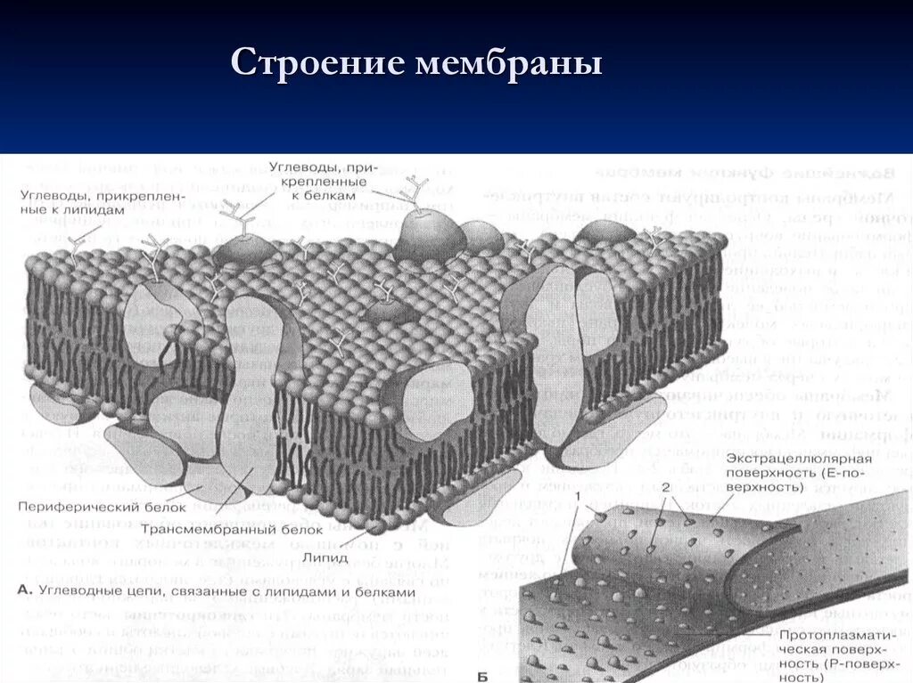 Строение трехслойной биомембраны. Строение пластичная мембрана. Строение клеточной мембраны. Изобразите схему строения биологической мембраны.. Организация биологических мембран