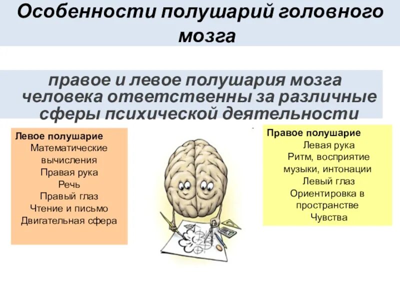 Правое полушарие головного мозга. Левое и правое полушарие мозга. Головной мозг левое и правое полушарие. Правое и левое полушария мозга соединяет. Правое полушарие больше левого