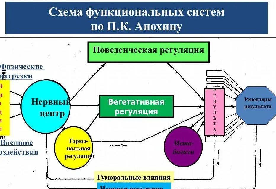 Основные элементы регуляции