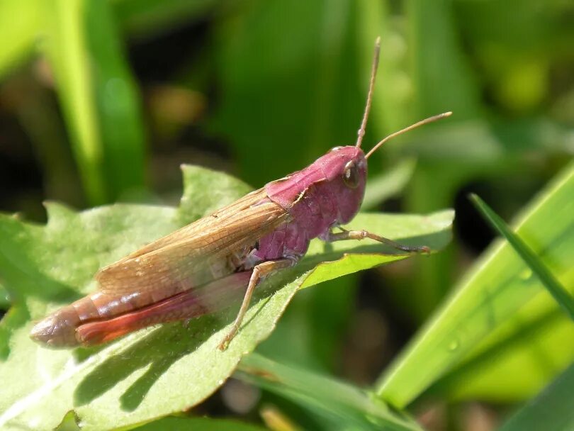 сверчок уэта. самка кузнечика с яйцекладом. кузнечик в рамке. сверчок стеблевой дальневосточный. московская область подольск улица генерала варенникова.
