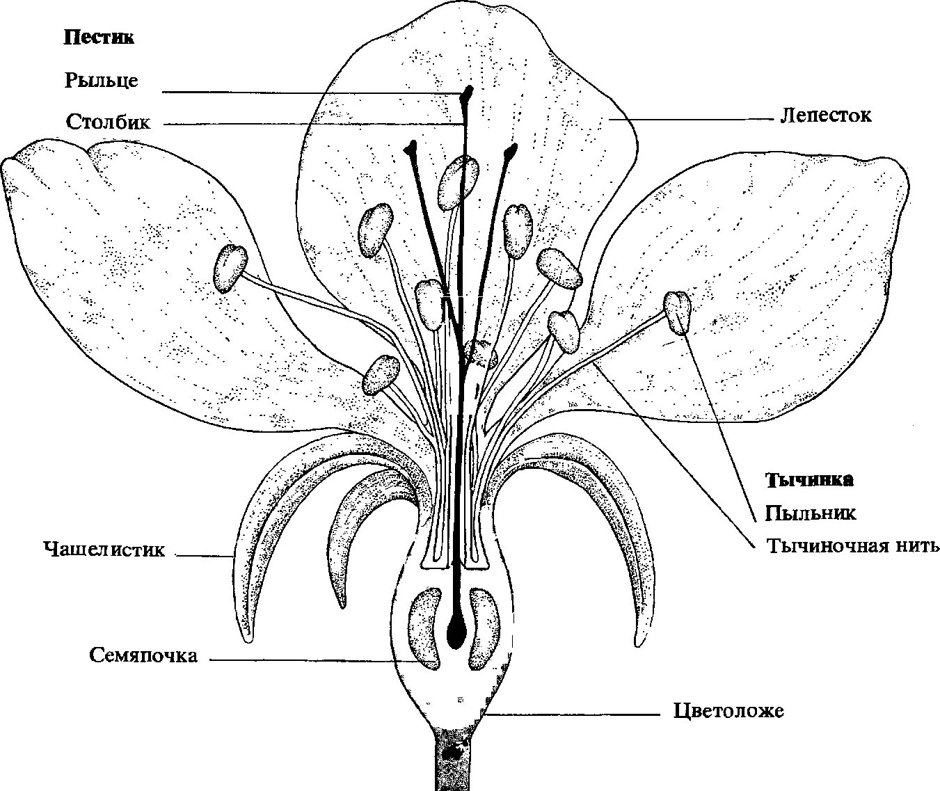 Строение растения рисунок с подписями. Строение цветка яблони биология 6 класс схема. Строение цветка яблони биология схема. Строение тычинки цветка яблони. Строение цветков яблони.