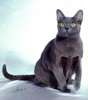 Корат кошка