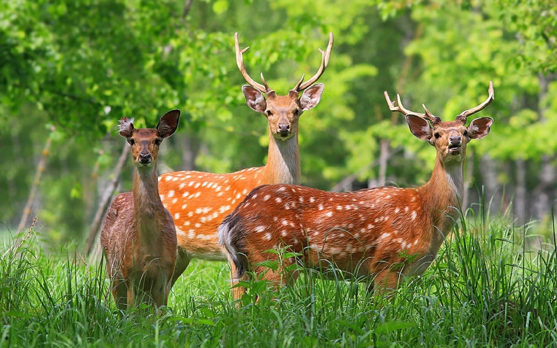 Nature is wild. Уссурийский пятнистый олень. Лазовский заповедник пятнистый олень. Уссурийская Тайга пятнистый олень. Пятнистый олень Уссурийский заповедник.