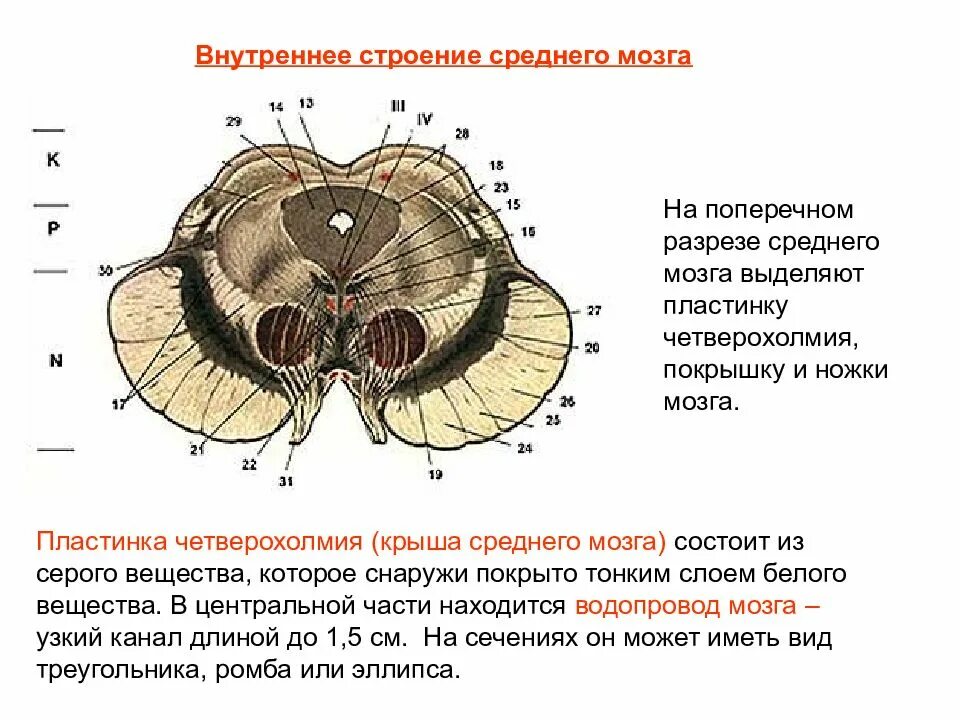 Средний мозг включает в себя