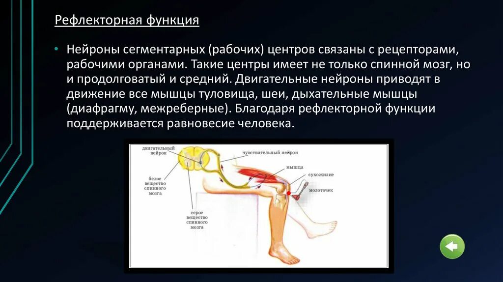 Рефлекторная функция. Двигательный Нейрон функции. Рефлекторная функция нейрона. Рефлекторная функция нервной системы.