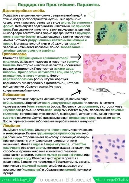 Простейшие паразиты. Простейшие паразиты человека. Простейшие паразиты определение. Простейшие паразиты биология. Выберите паразитических простейших ответ