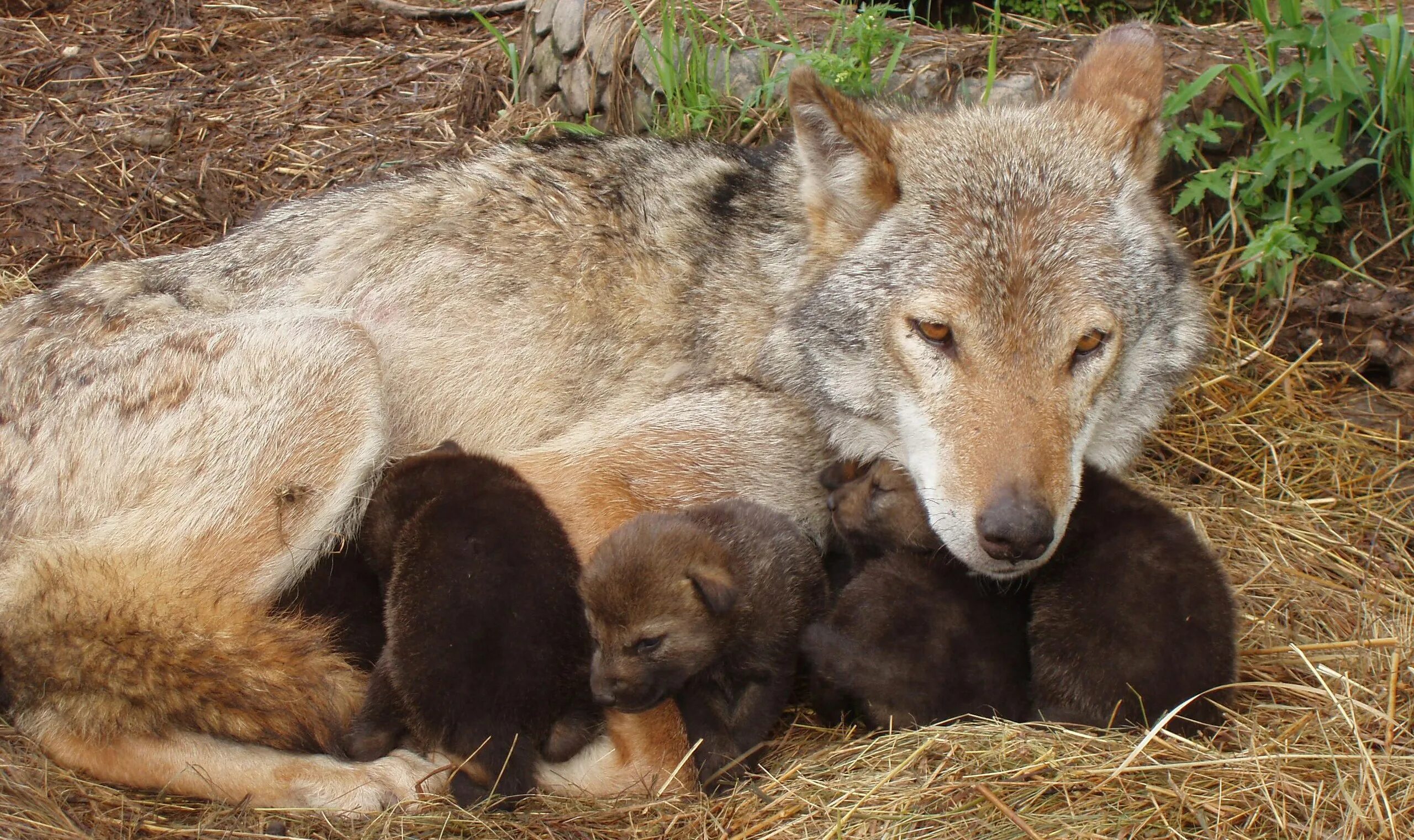 степной волк калмыкия. крымский степной волк. волгоградская область волки. волк русских лесах. волк серый липецкой области.