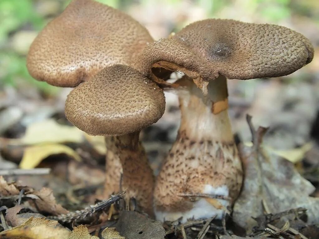 Головач гриб коричневый. Бурый гриб съедобный. Коричневый гриб. Бурый гриб съедобный. Бурый гриб съедобный.