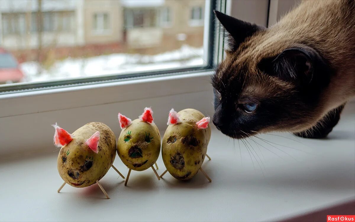 Котам можно картошку. Кот картошечка. Животные с картошкой. Кот картошка арт. Фото котика из картошки.