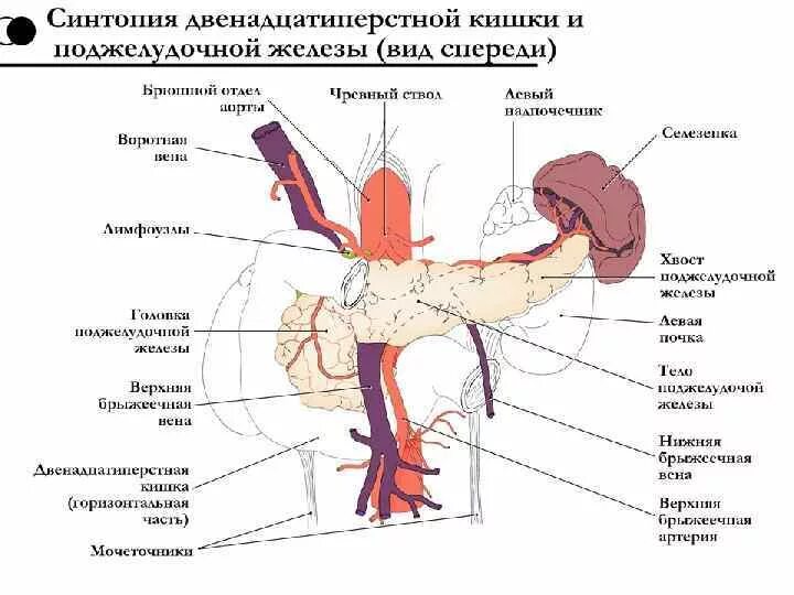 Артерии простаты. Иннервация поджелудочной железы схема. Иннервация 12 перстной кишки схема. Топография поджелудочной анатомия. Кровоснабжение поджелудочной железы анатомия схема.