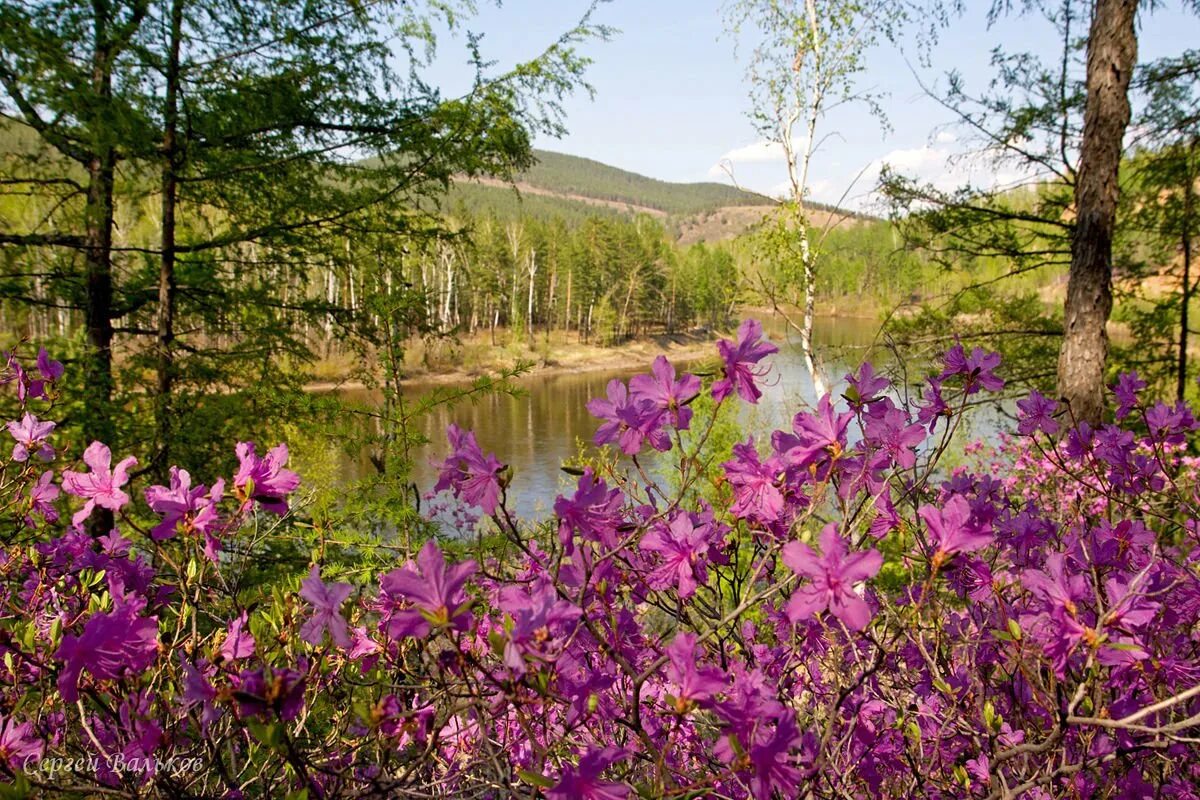 Природа забайкалья река ингода. Забайкалье отзыв. Забайкалье отзыв. Красный чикой забайкальский край. Лесные ресурсы забайкалья.
