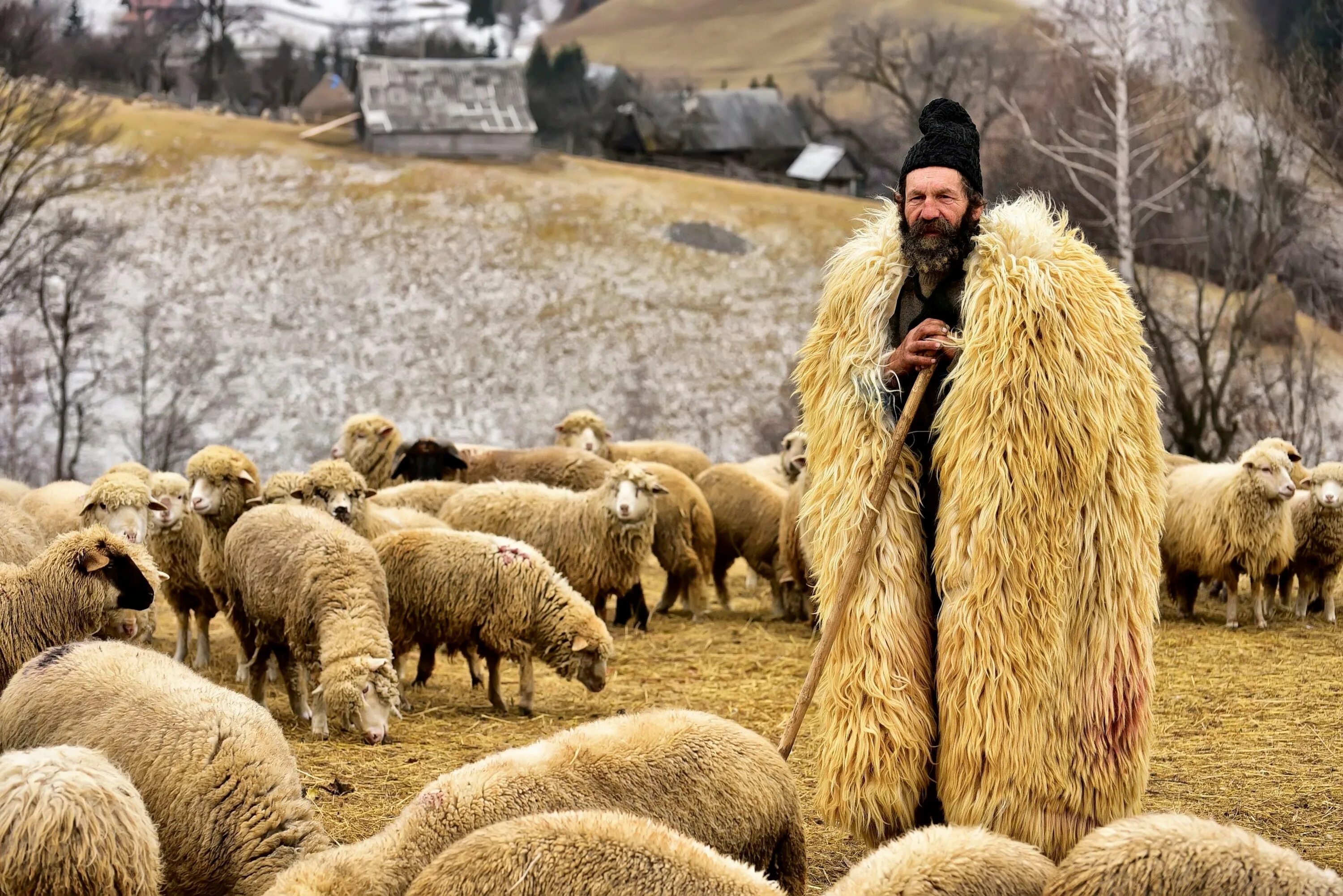 Силен овцам. Чабаны в Грузии. Чабан пастух Кавказ. Пастух Дагестан. Чабан пастух овец.