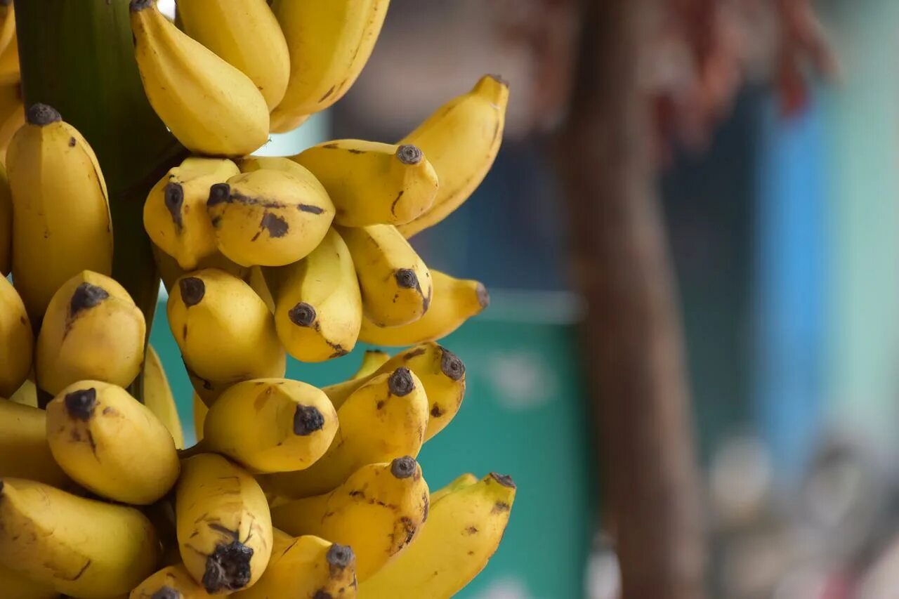 Бананы на Бали. Фрукты банан. Плод банана. Спелый банан.