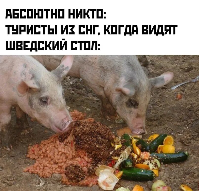 Почему свинина грязное. Поросенок кушает.