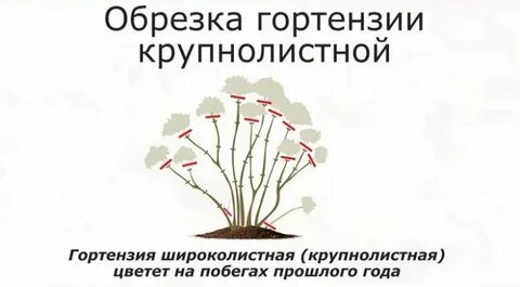 Как сохранить купленную осенью гортензию до весны
