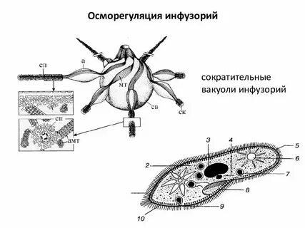 Имеет 1 сократительную вакуоль