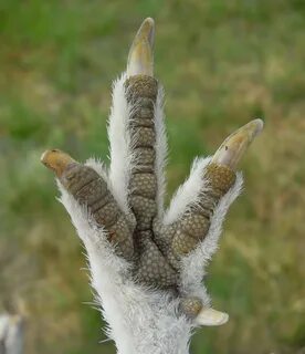 Птичьи лапки