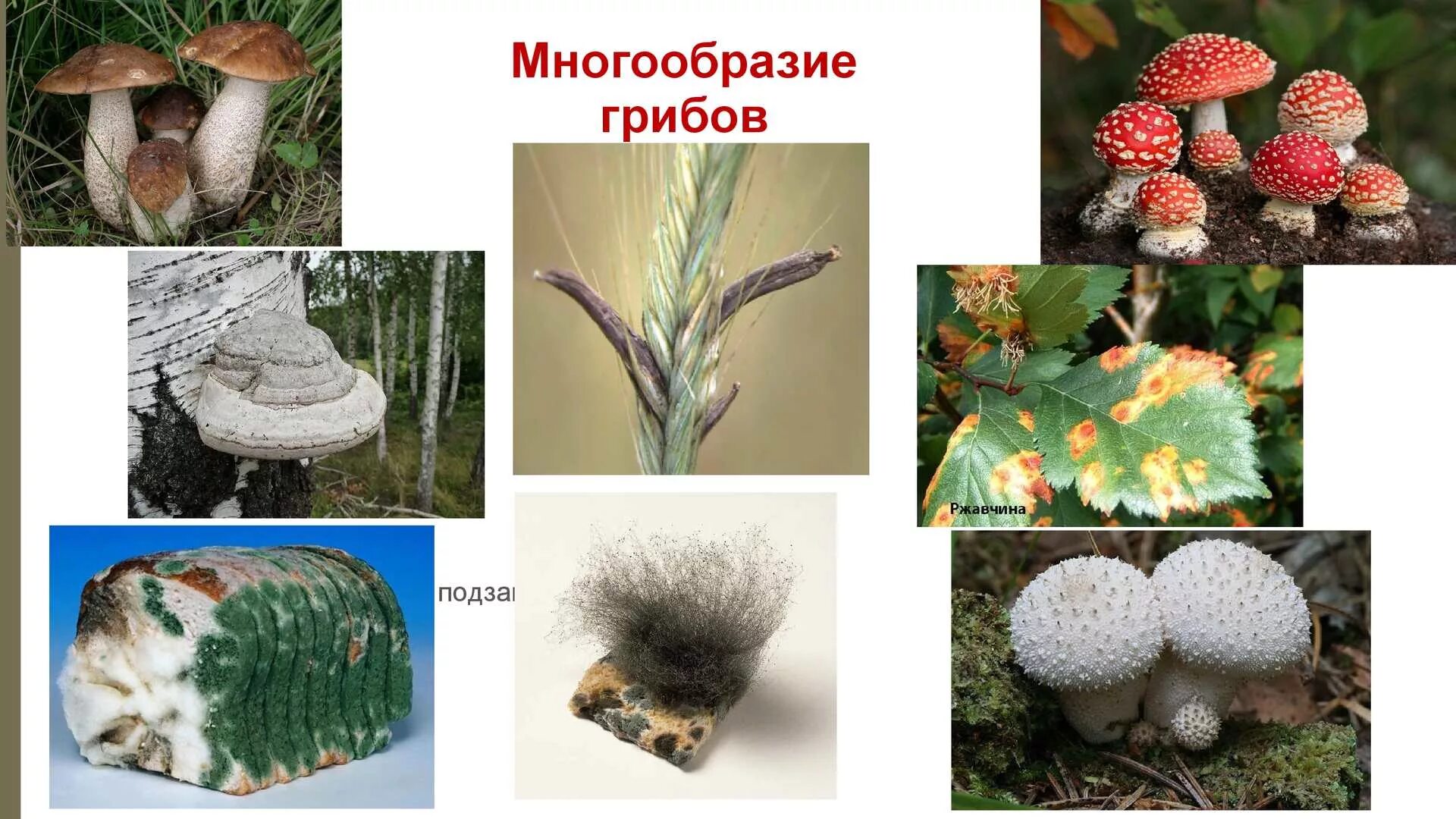 Разнообразие 5. Биология разнообразие живой природы. Многообразие живой природы. Разнообразие 5. Разнообразие 5.