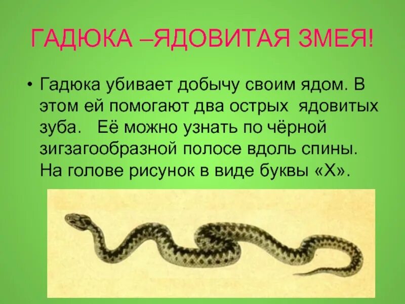 Слова полоза. Гадюка ядовитая. Ядовитые змеи гадюка. Информация о гадюке. Гадюка презентация.