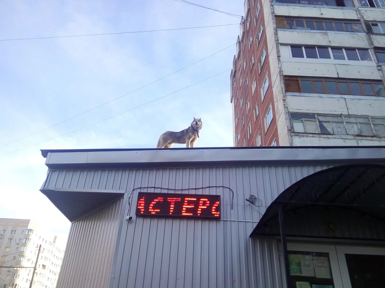Собака в многоэтажке. Пес на крыше. собачка на крыше. собака на крыше мем. собака на крыше саркофага.