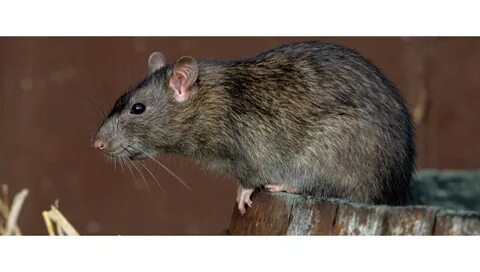 Дик фотоларын қалай соруға болады